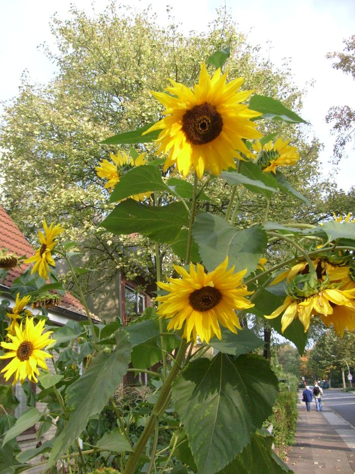 Sonnenblumen